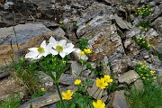 70 Bianchi anemoni narcissini e viole di Duby sulle rocce
